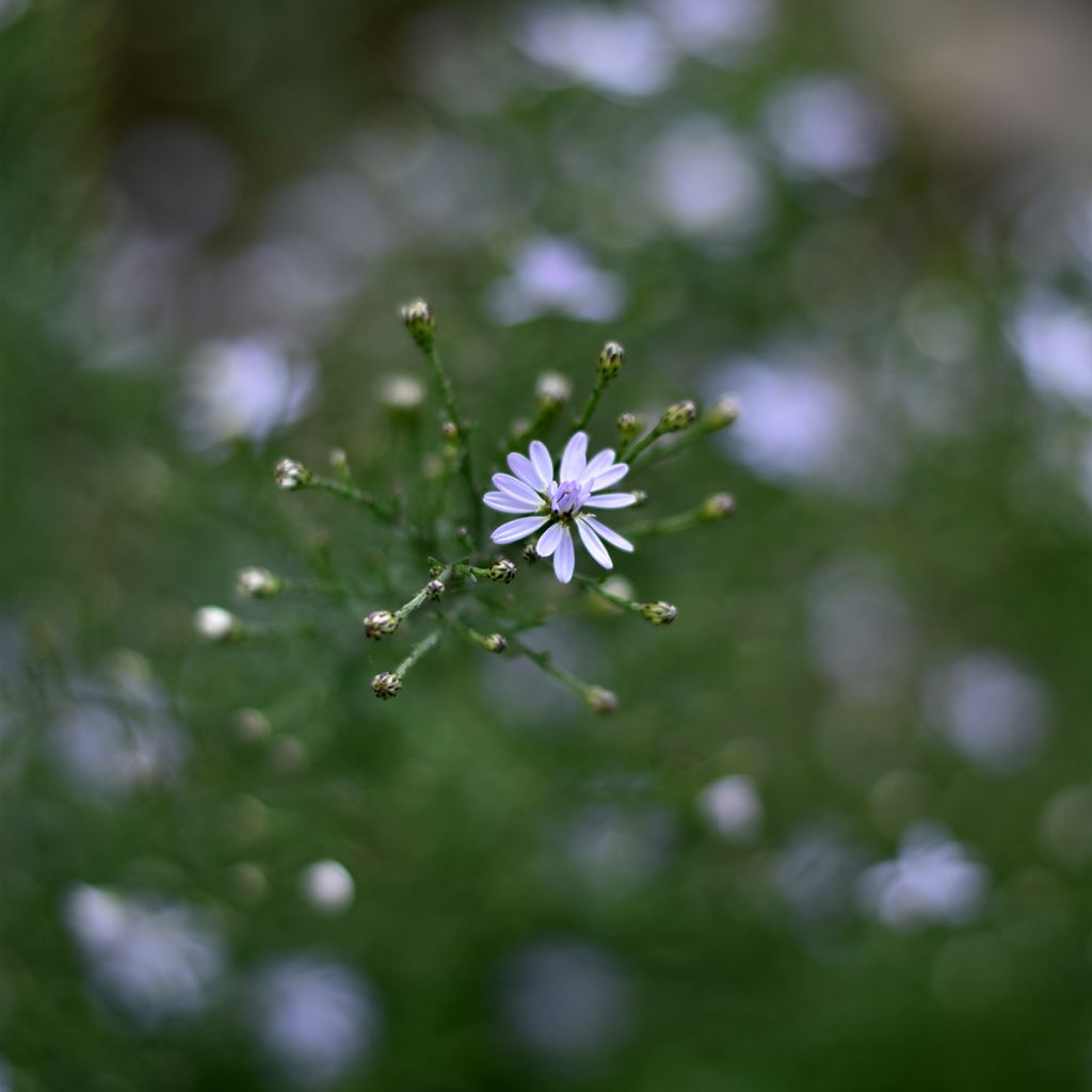 Aster cordifolius Blutenregen - Schleieraster