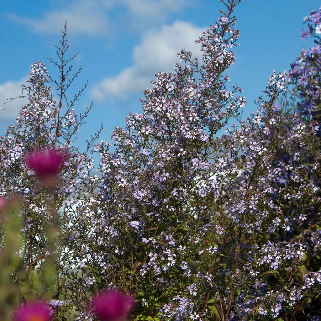 Aster cordifolius Idéal - Schleieraster