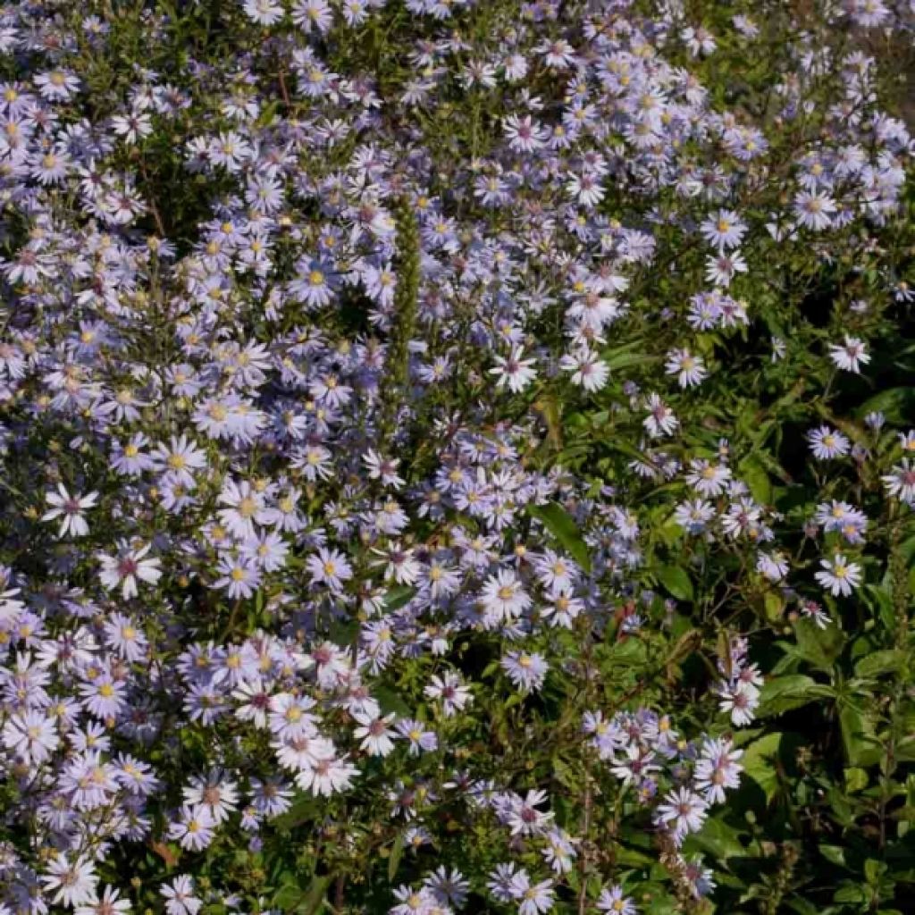 Aster cordifolius Photograph - Schleieraster