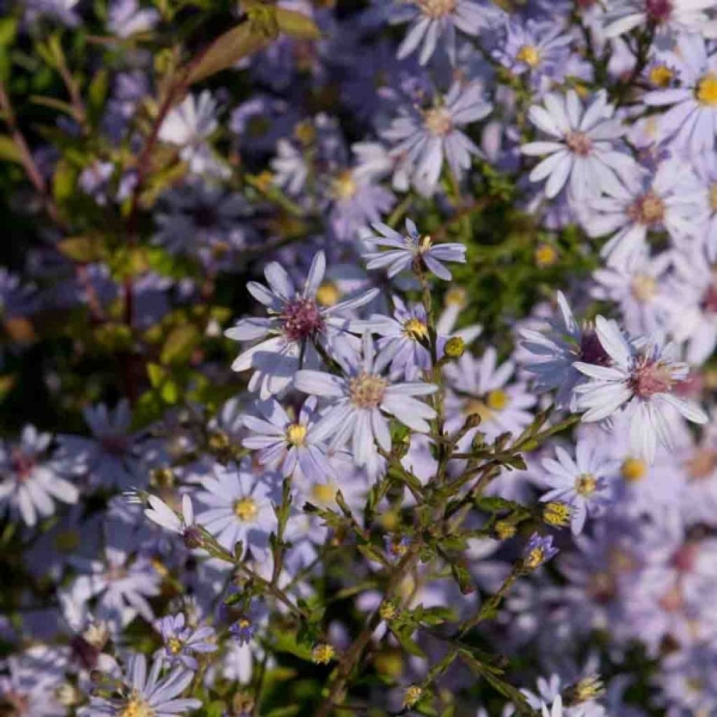 Aster cordifolius Photograph - Schleieraster
