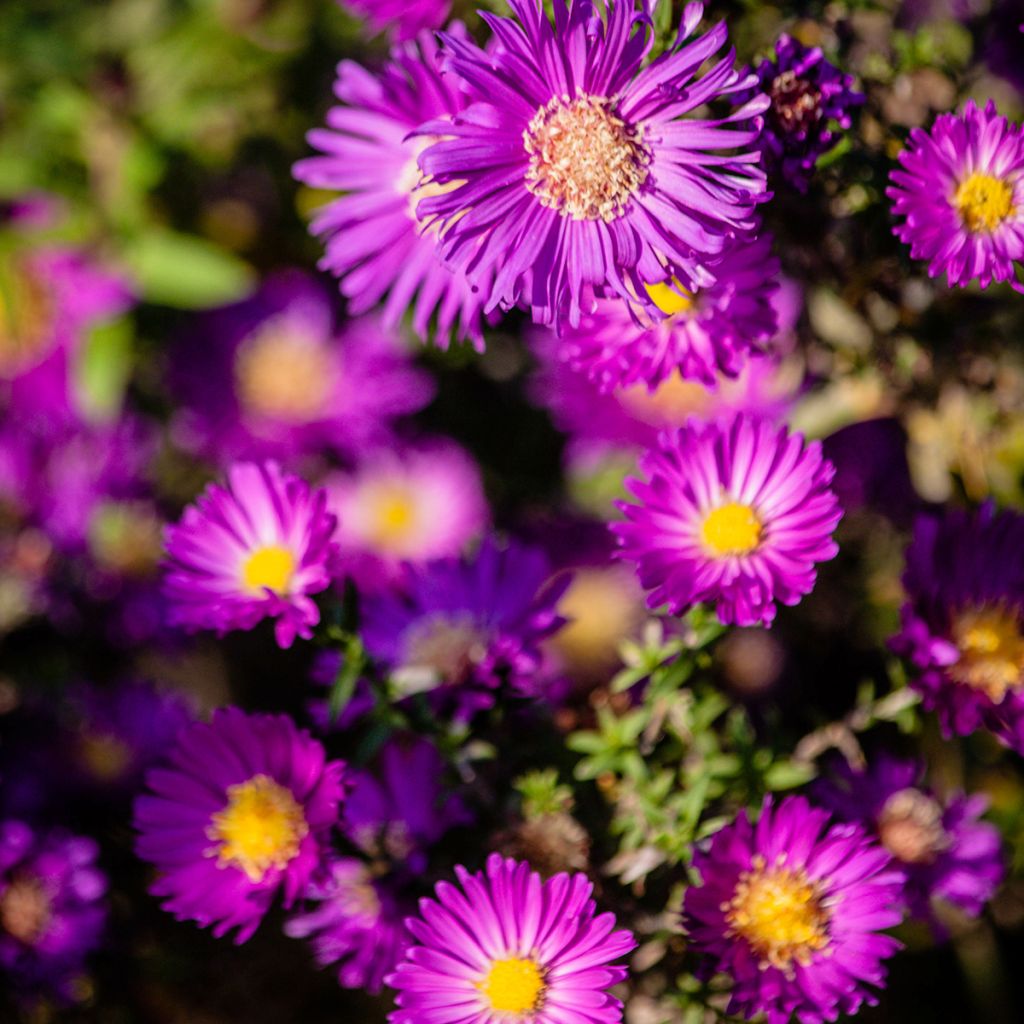 Aster dumosus Anneke - Kissen-Aster