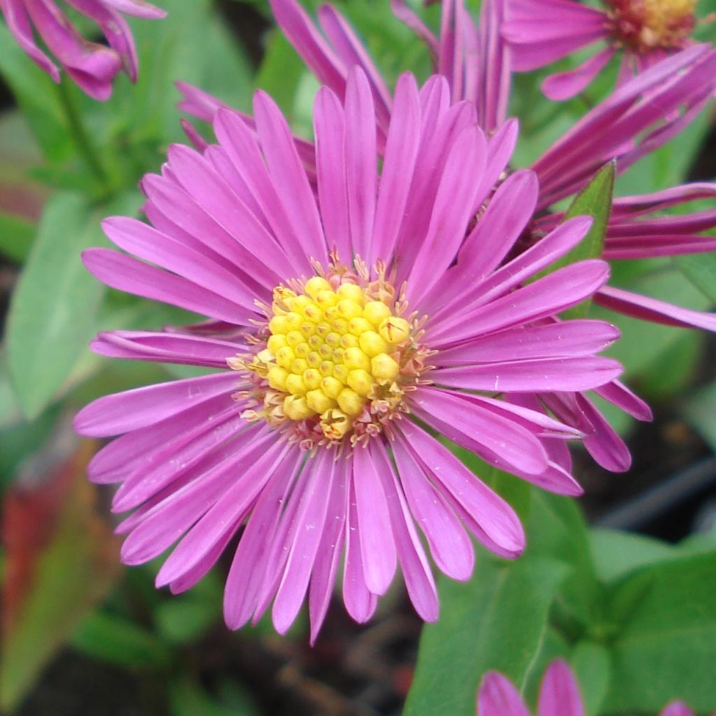 Aster dumosus Jenny
