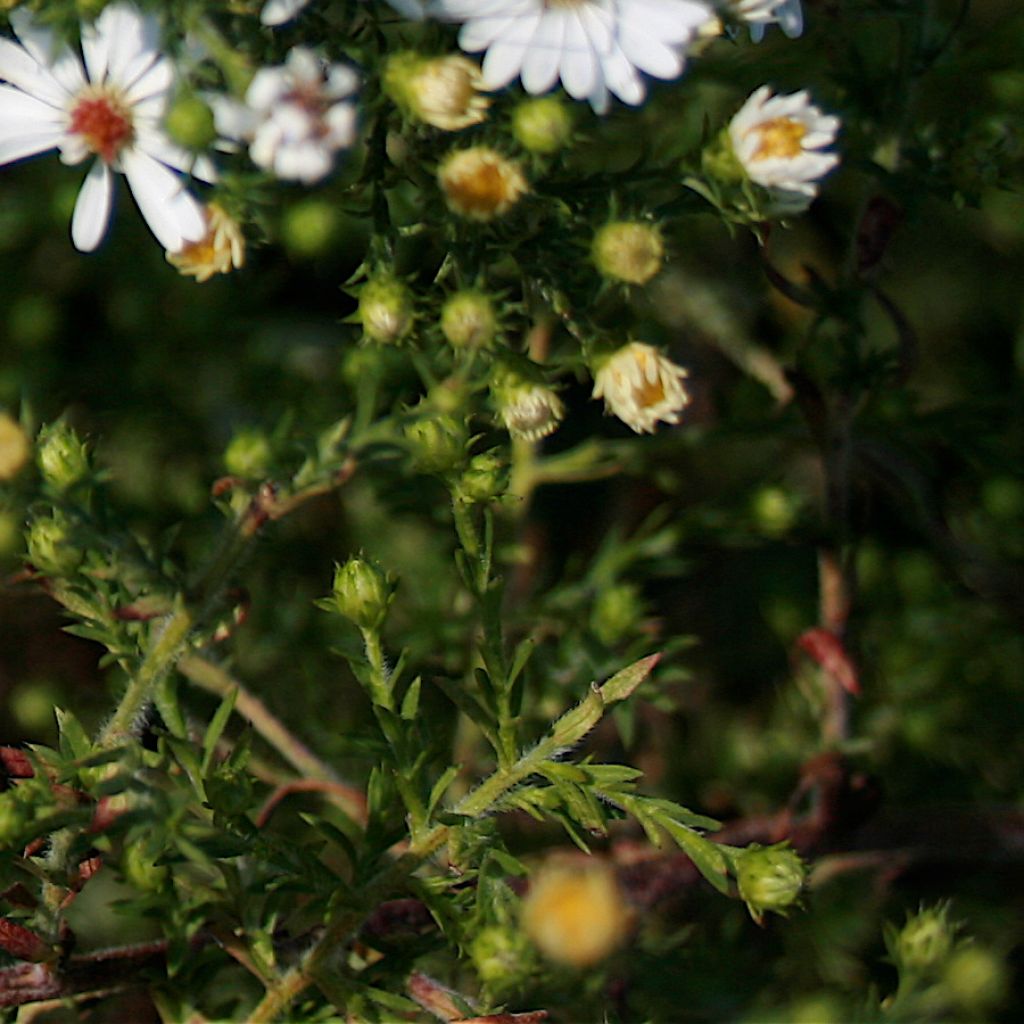 Aster ericoïdes - Myrten Aster