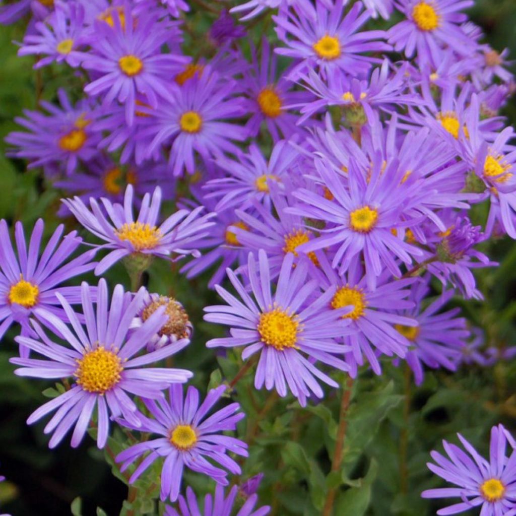 Aster novi-belgii Eventide - Glattblatt-Aster