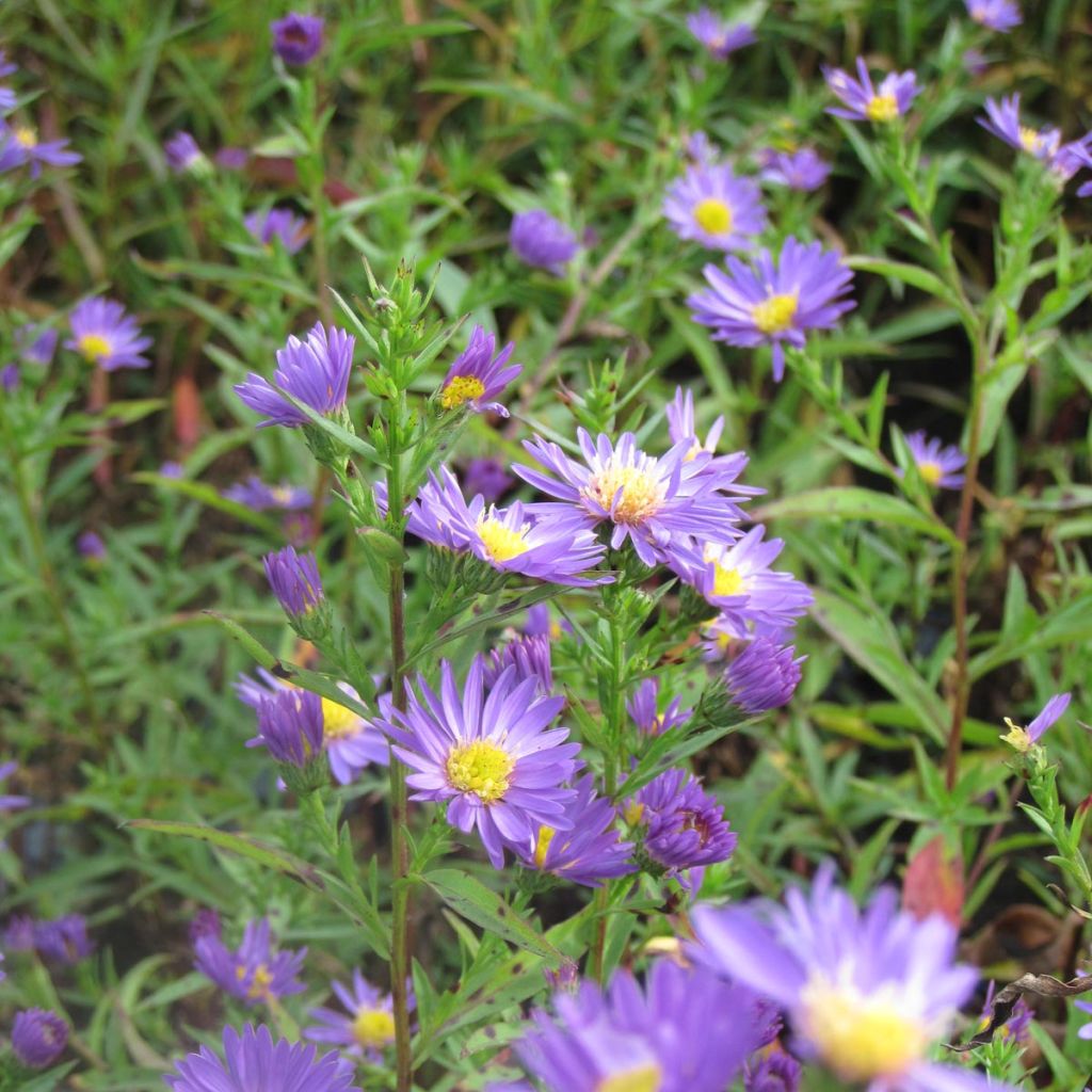 Aster novi-belgii Schone von Dietlikon - Glattblatt-Aster