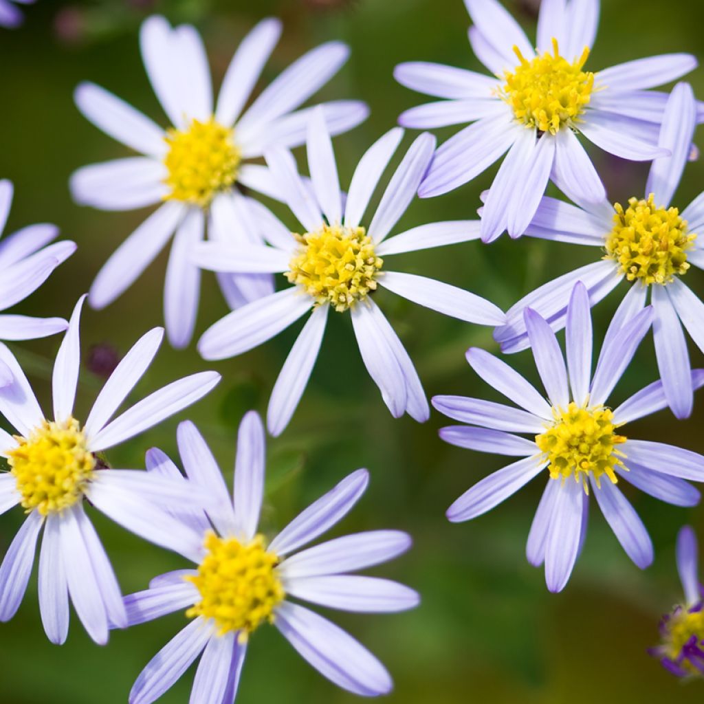 Aster ageratoides Adustus Nanus - Ageratum-ähnliche Aster