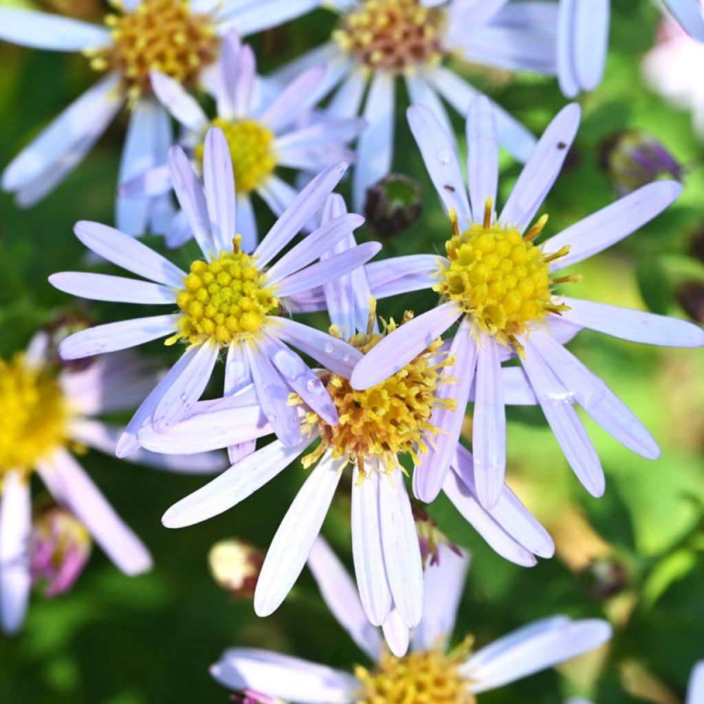 Aster ageratoides Adustus Nanus - Ageratum-ähnliche Aster