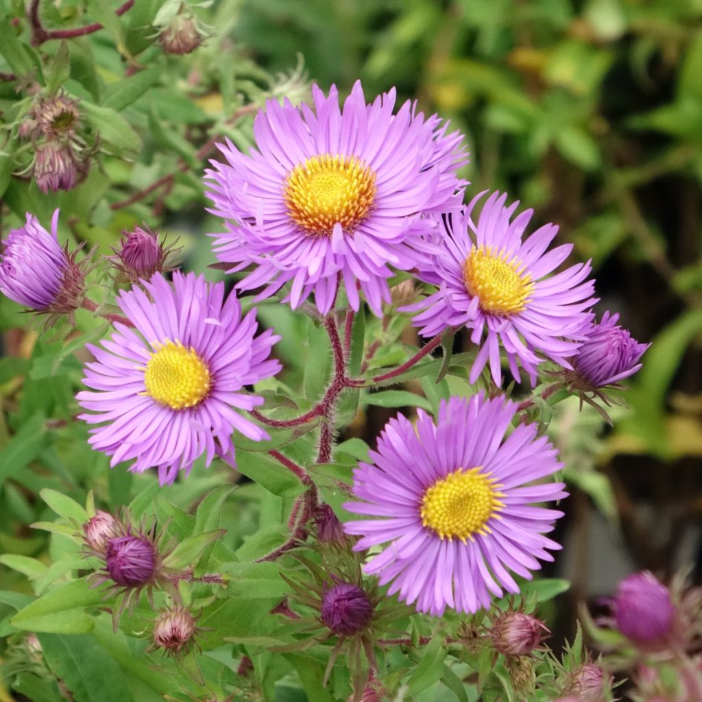 Aster novae-angliae Barrs Blue - Neuenglische Aster