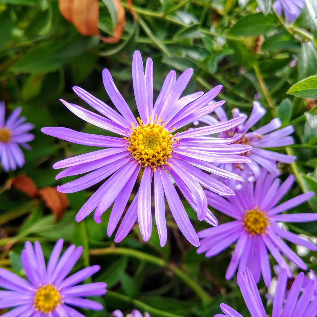 Aster thomsonii