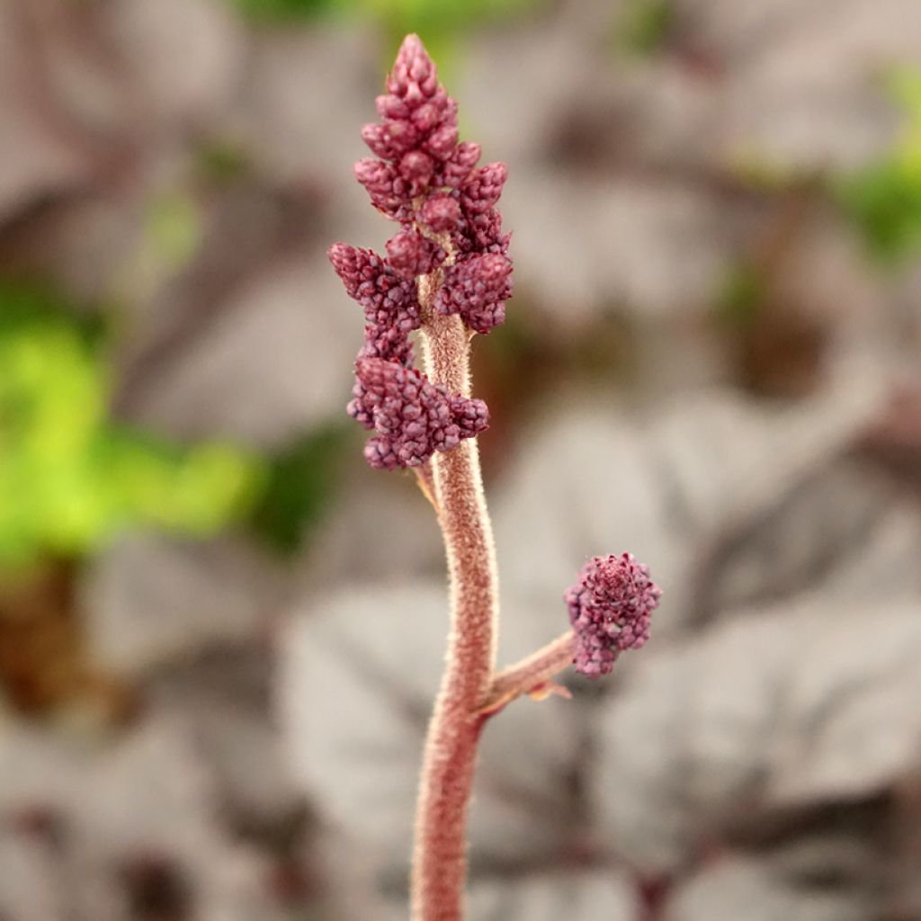 Astilbe chinensis Darkside Of The Moon - Prachtspiere