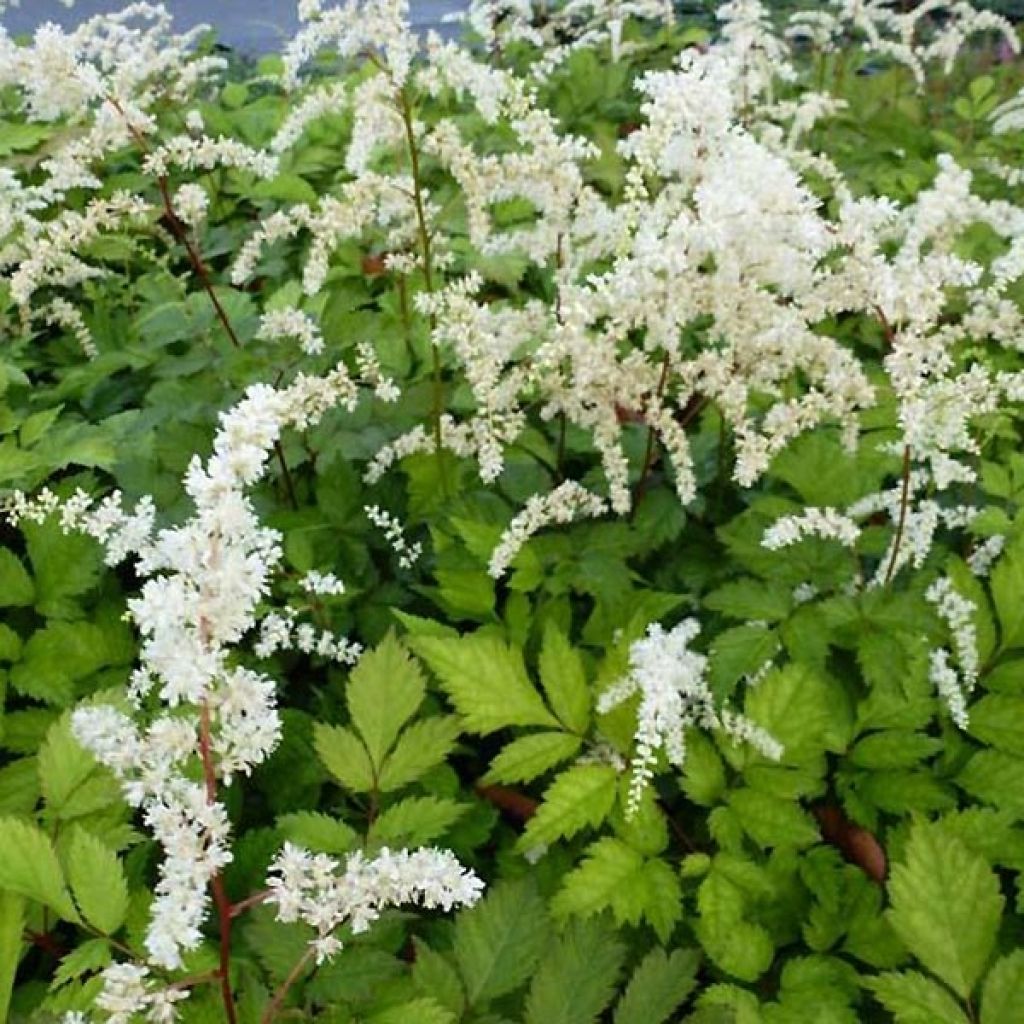 Astilbe thunbergii Professor van der Wielen - Prachtspiere