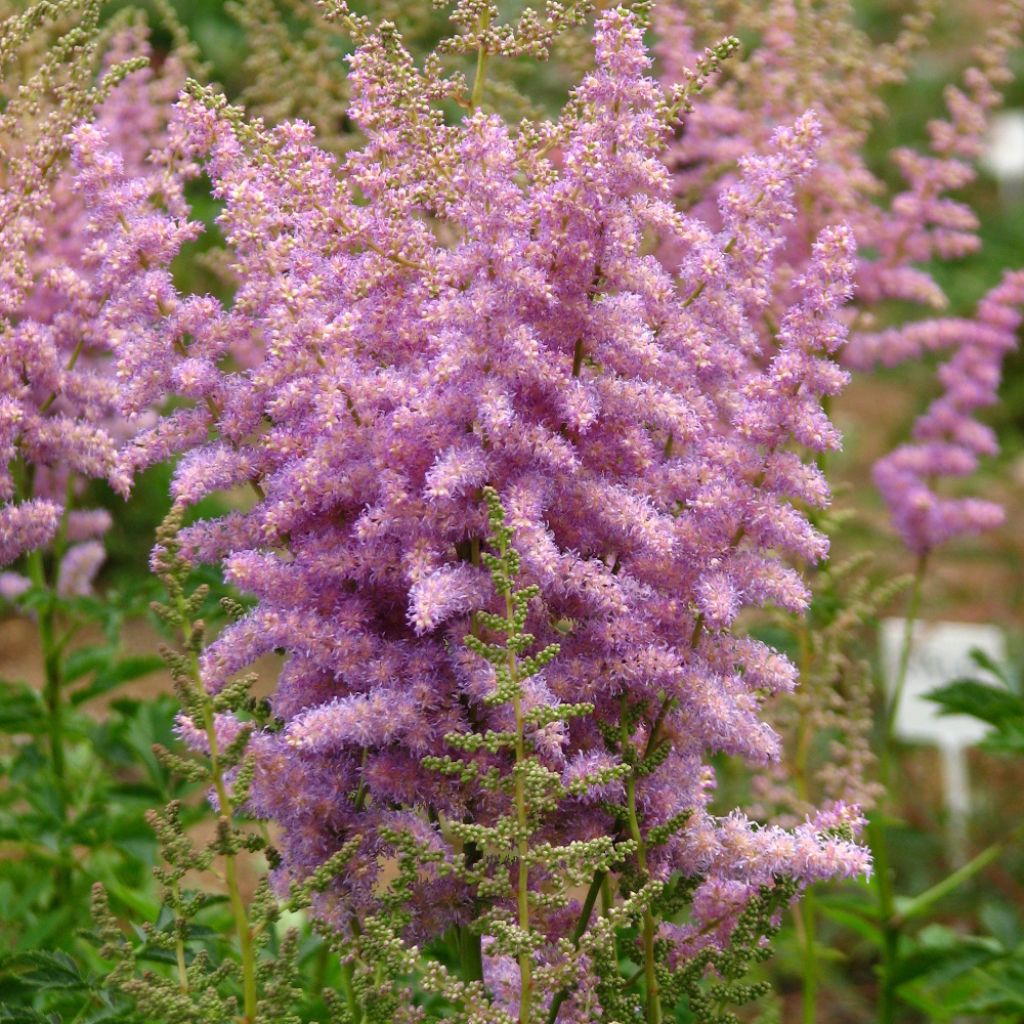 Astilbe chinensis var. davidii - Prachtspiere