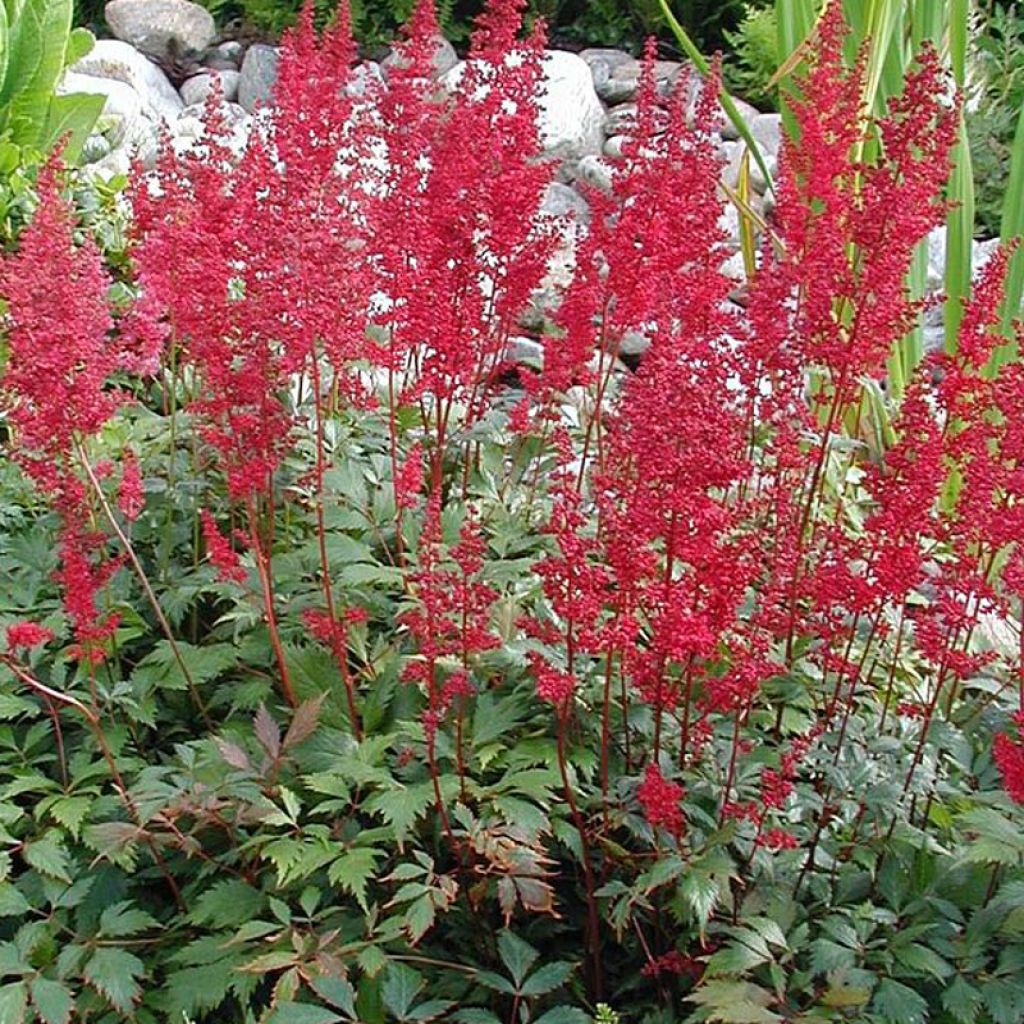 Astilbe japonica Montgomery - Prachtspiere