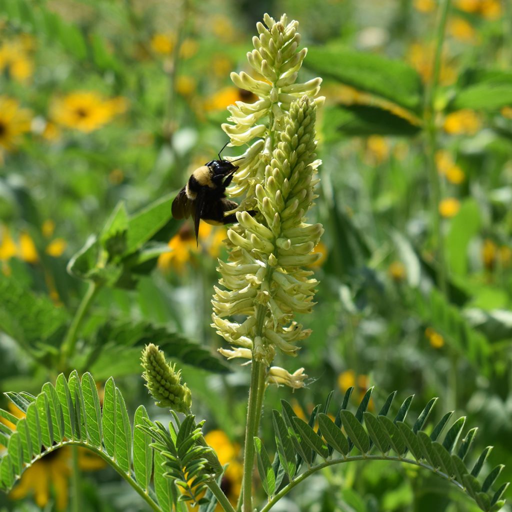 Astragalus canadensis - Kanadisches Milchkraut