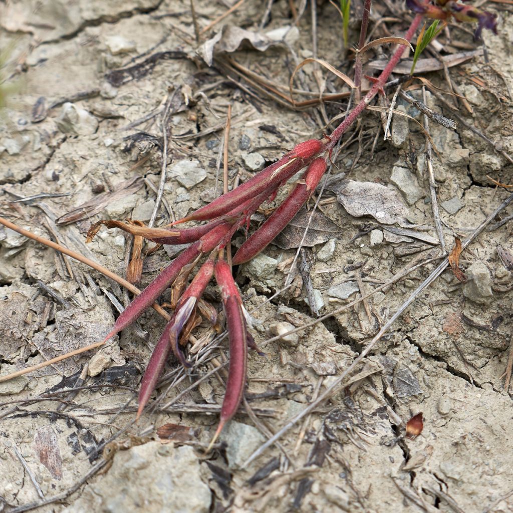 Astragalus monspessulanus - Französischer Tragant