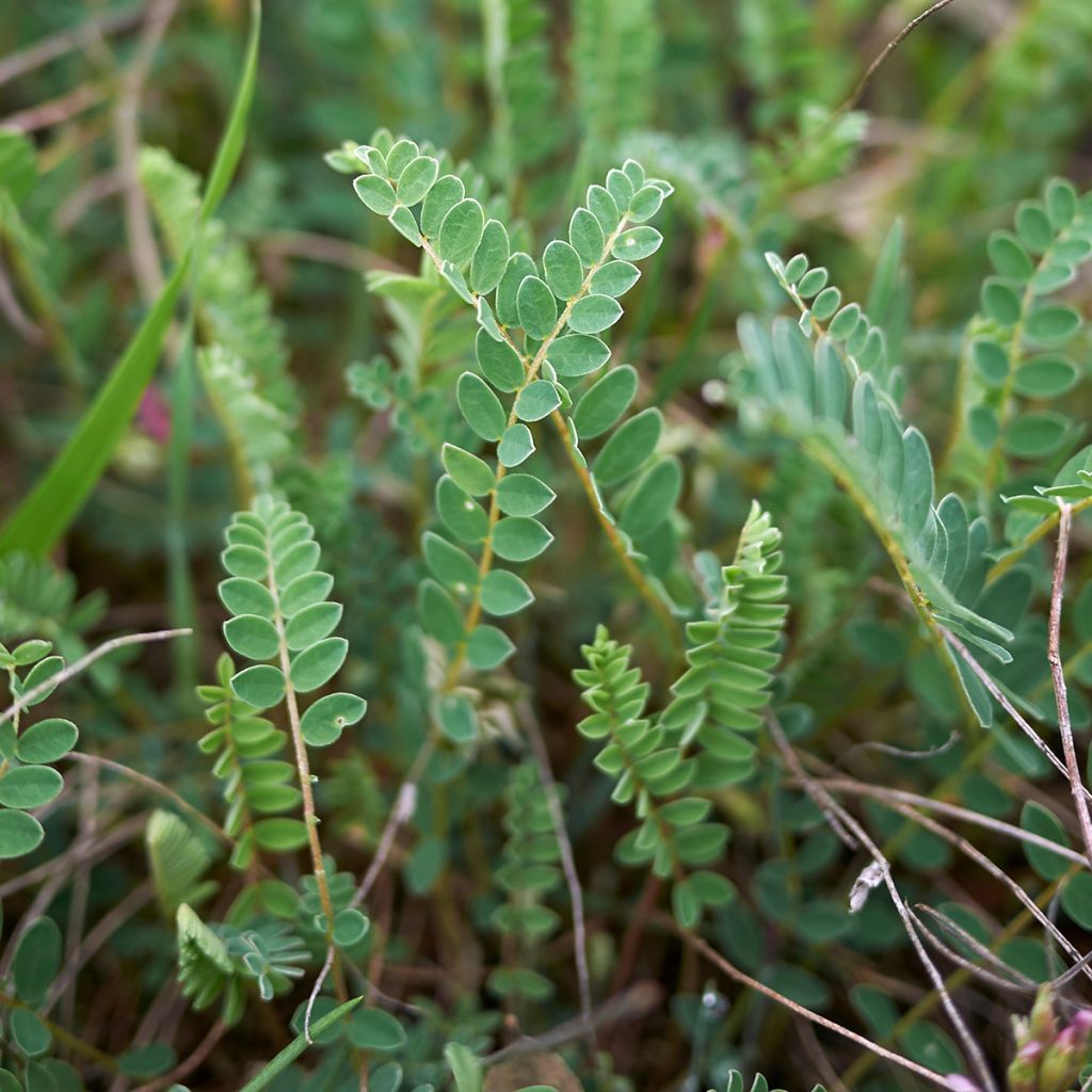 Astragalus monspessulanus - Französischer Tragant