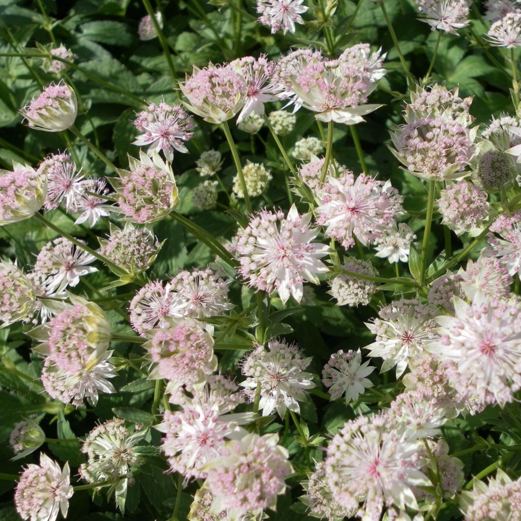 Astrantia Buckland - Sterndolde