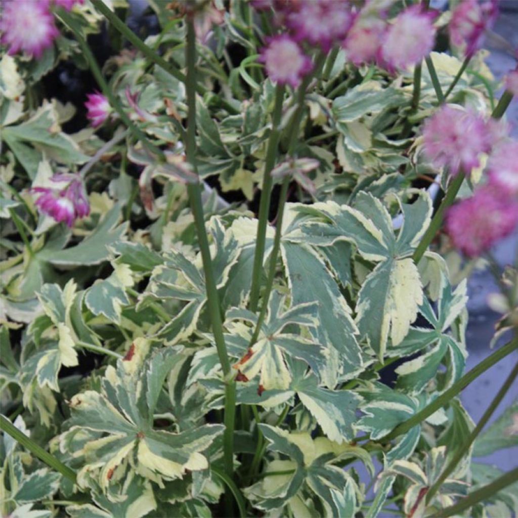 Astrantia Star of Magic - Sterndolde