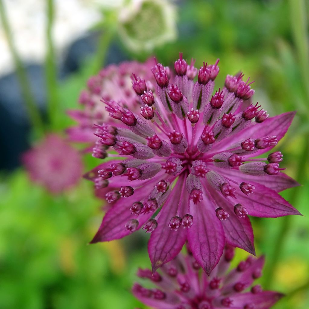 Astrantia major Washfield - Grande astrance 