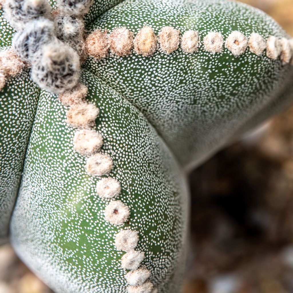 Astrophytum myriostigma - Bischofsmütze