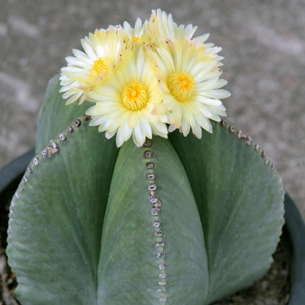 Astrophytum myriostigma - Bischofsmütze