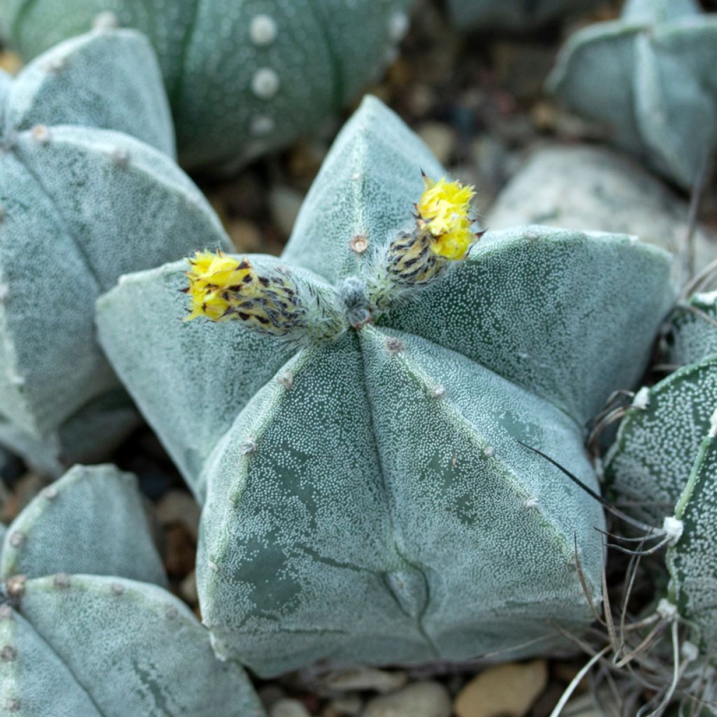 Astrophytum myriostigma - Bischofsmütze