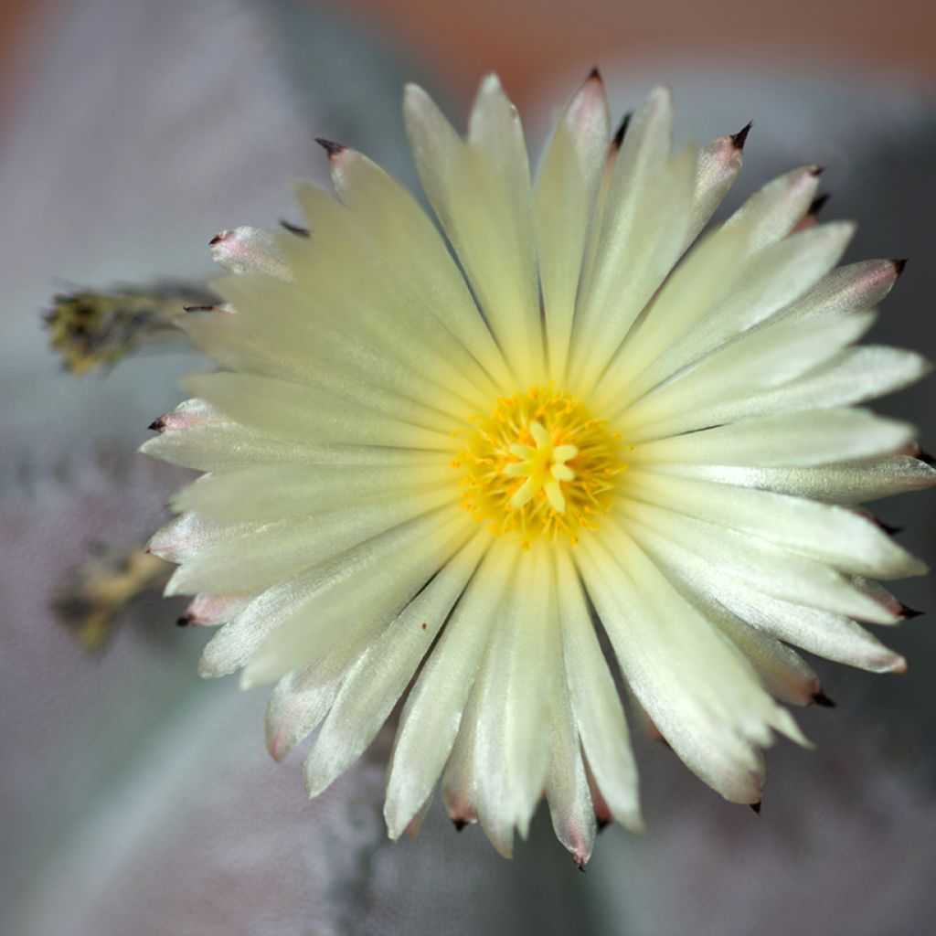 Astrophytum myriostigma - Bischofsmütze