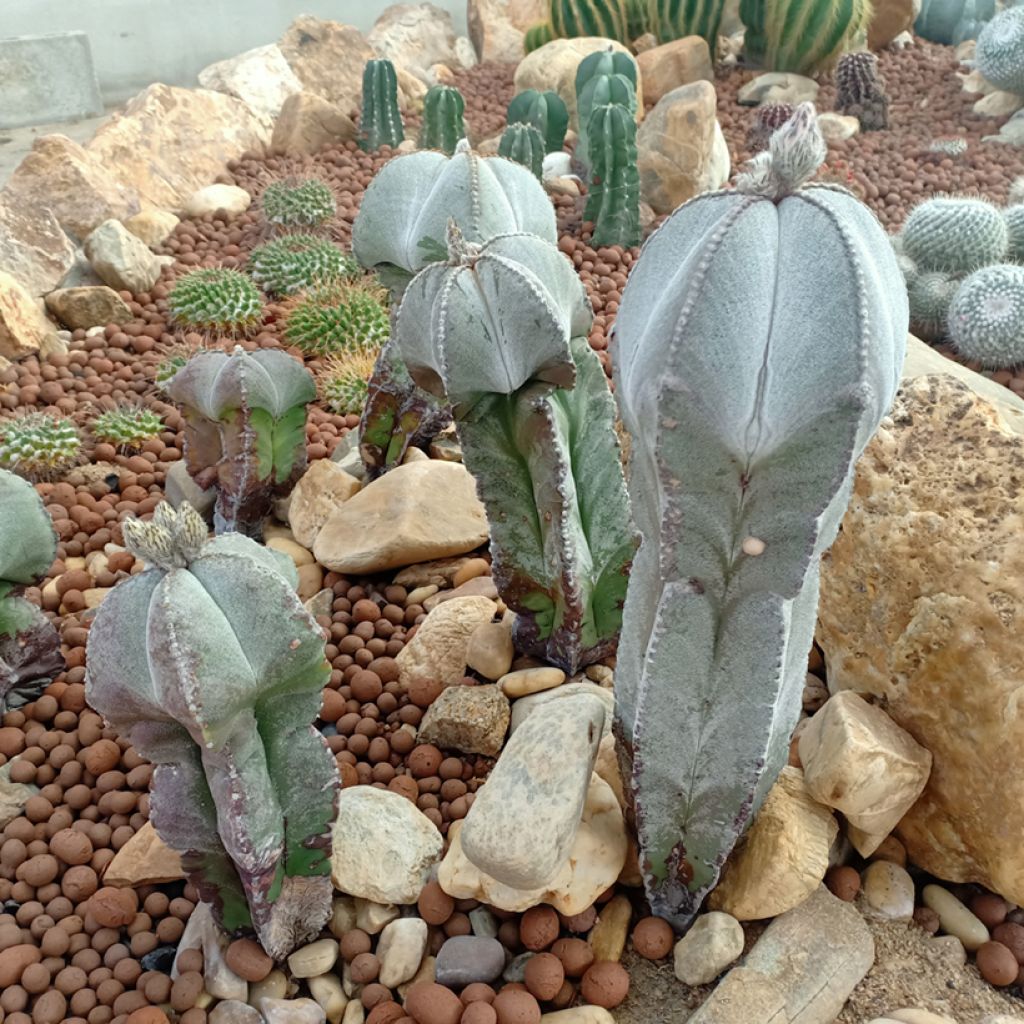Astrophytum myriostigma - Bischofsmütze