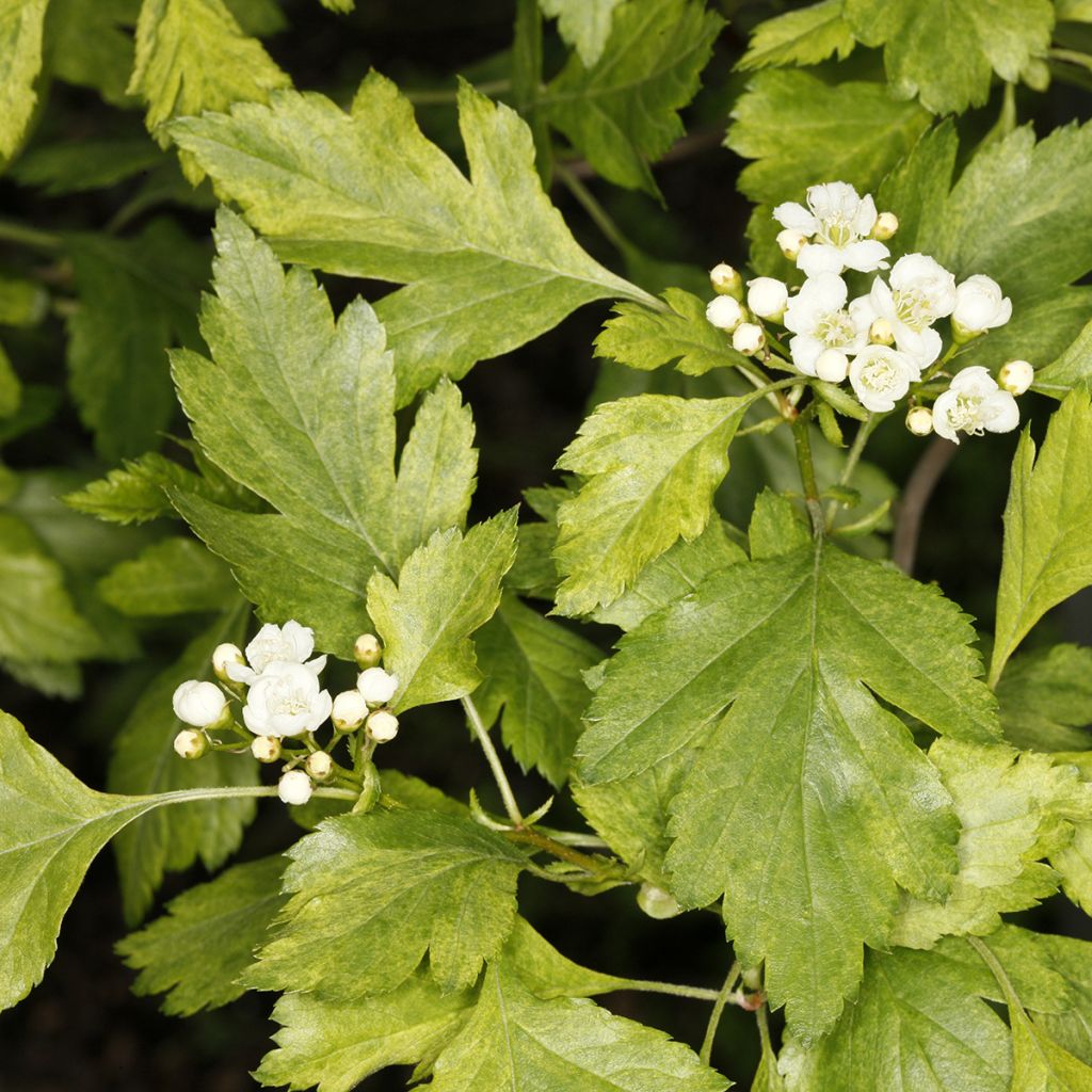 Crataegus chlorosarca Variegata - Weißdorn