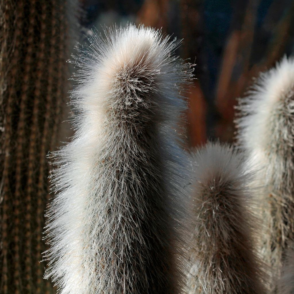 Kaktus - Austrocephalocereus dybowskii