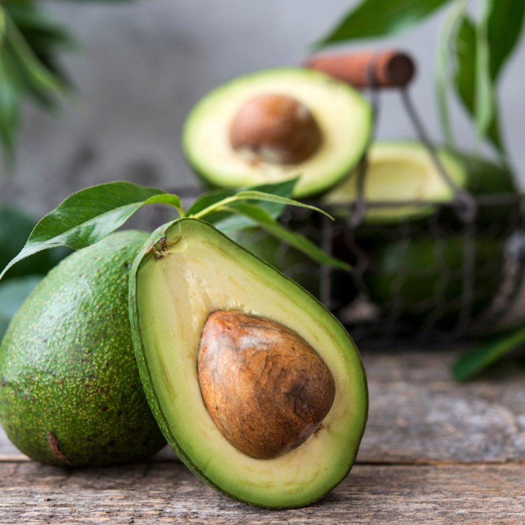 Avocado Bacon - Persea americana