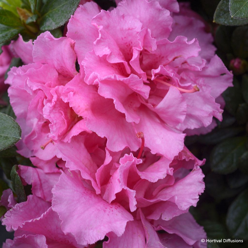 Japanische Azalee Repetita Pink - Azalea