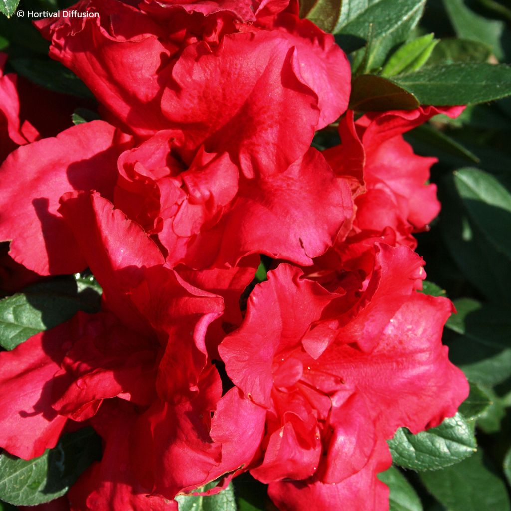 Japanische Azalee REPETITA Red - Azalea