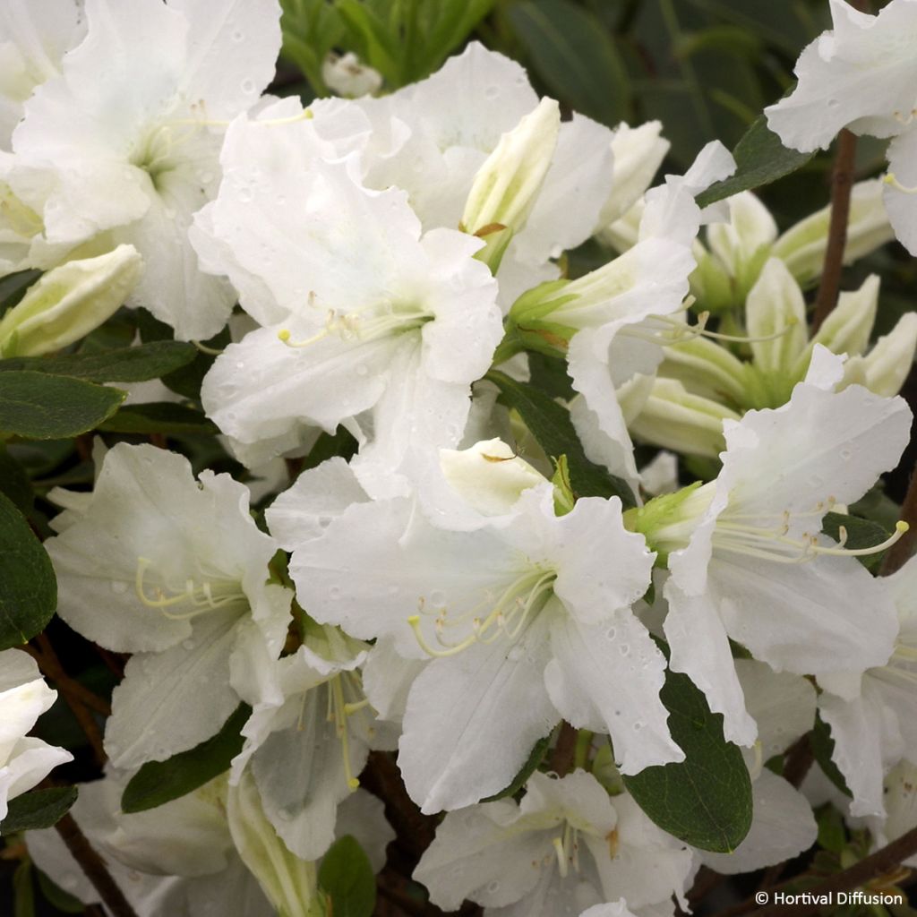 Japanische Azalee REPETITA White - Azalea