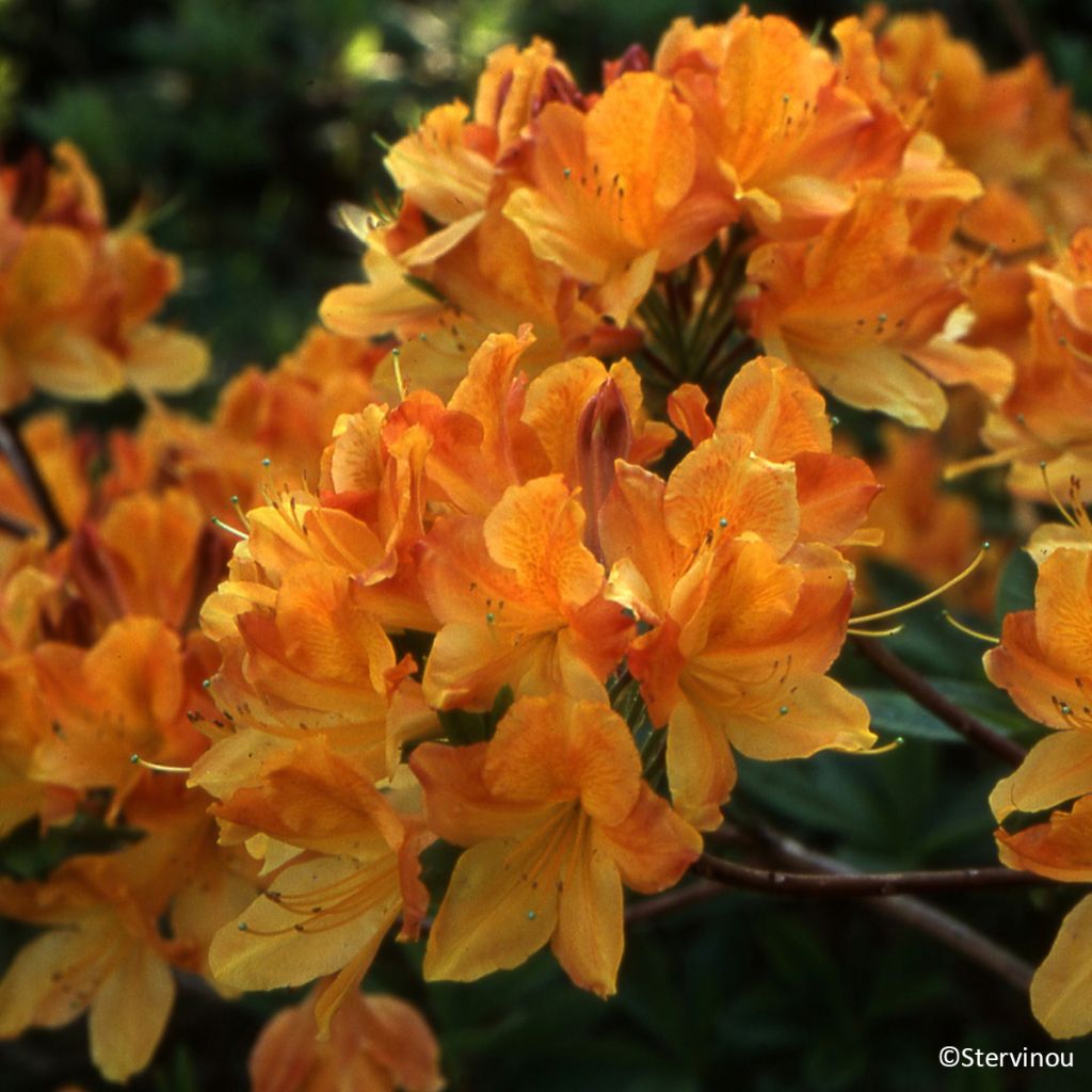 Sommergrüne Azalee Hortulanus H Witte - Azalea mollis