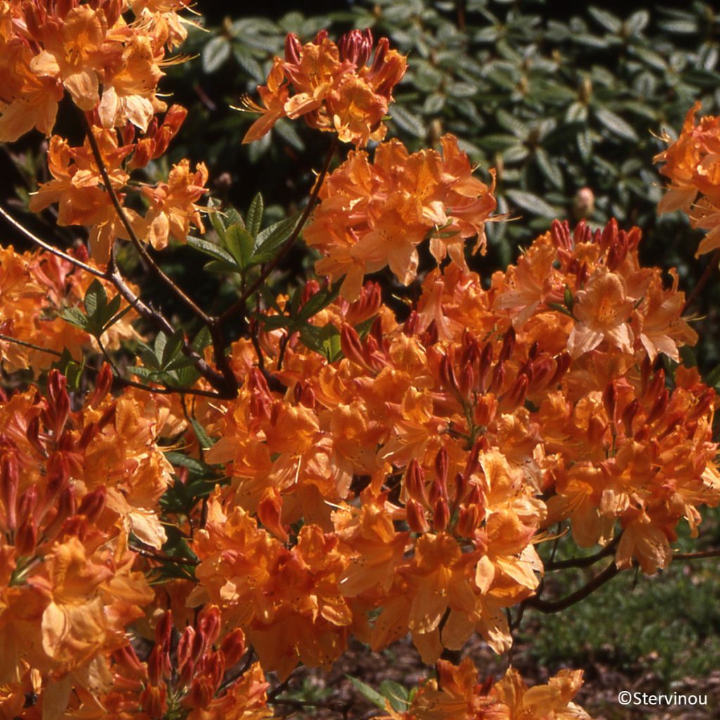 Sommergrüne Azalee Hortulanus H Witte - Azalea mollis