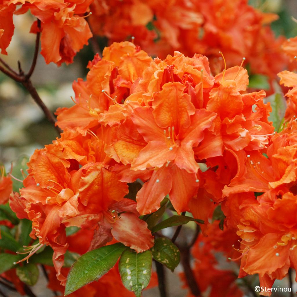Sommergrüne Azalee Orangeade - Azalea mollis