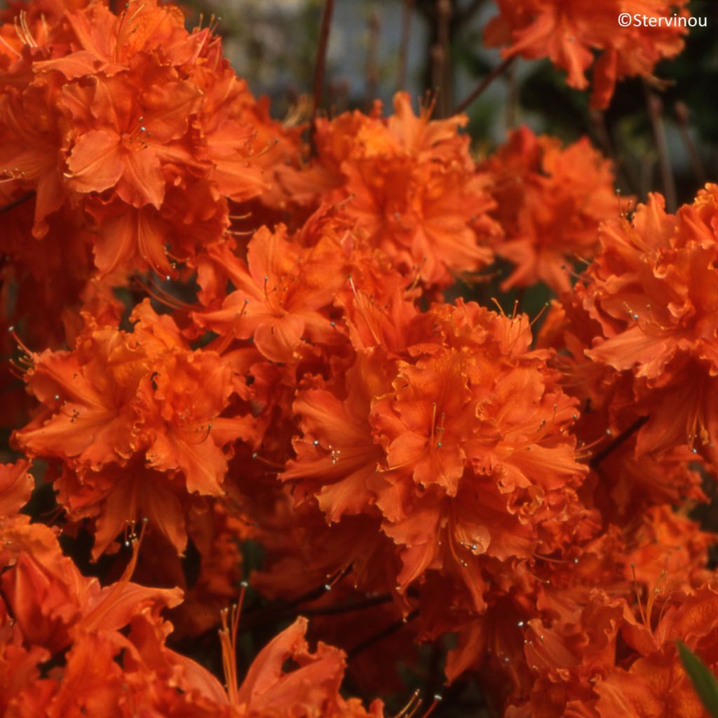 Sommergrüne Azalee Orangeade - Azalea mollis
