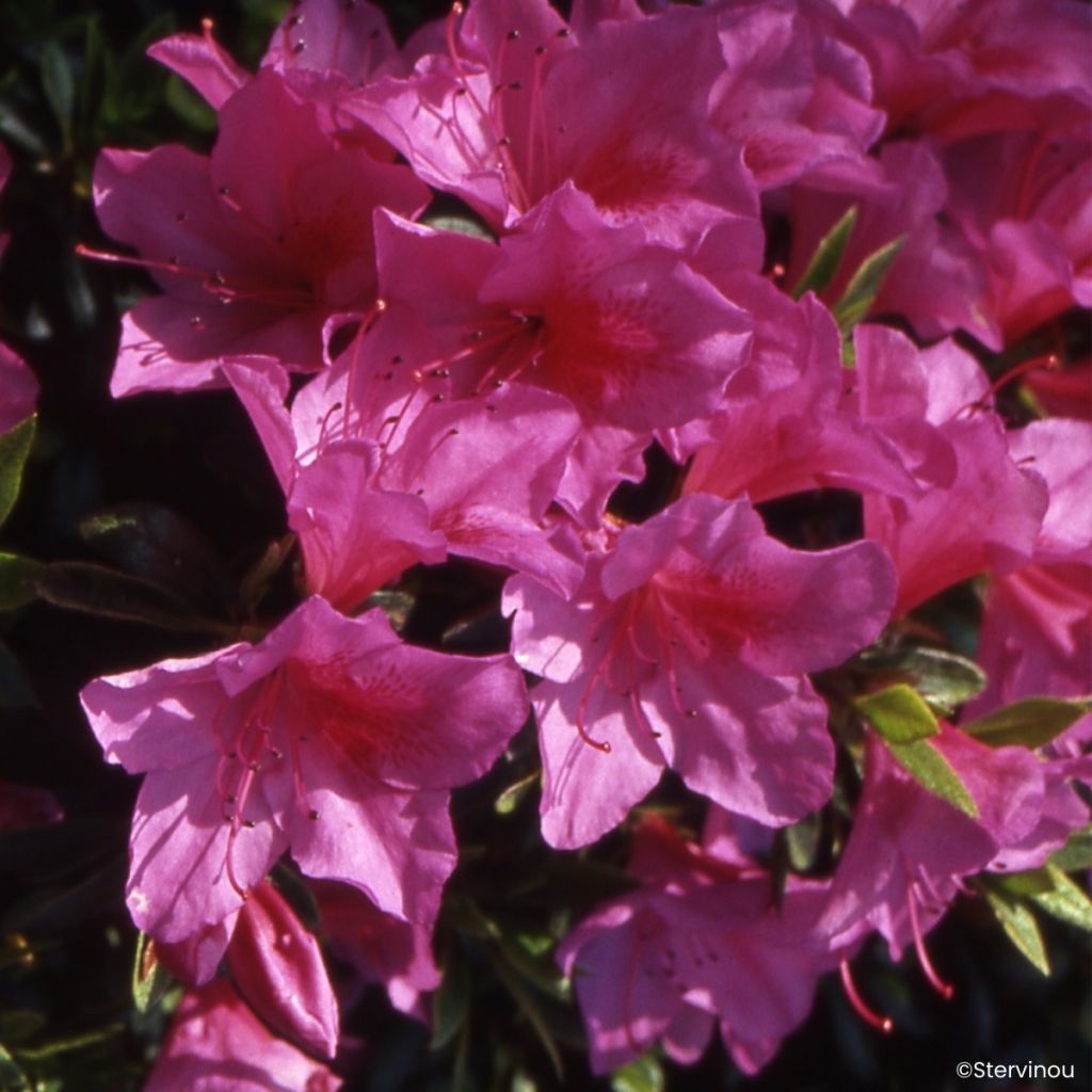 Japanische Azalee Beethoven - Azalea