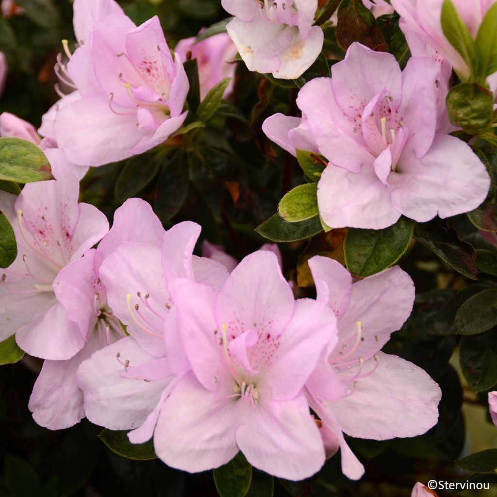Japanische Azalee Rêve de Lilas - Azalea