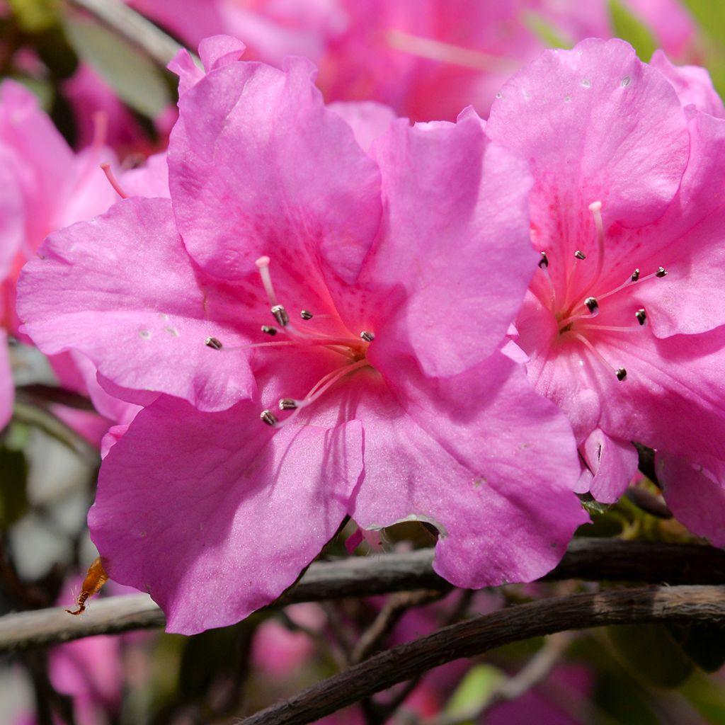 Japanische Azalee Greenway - Azalea
