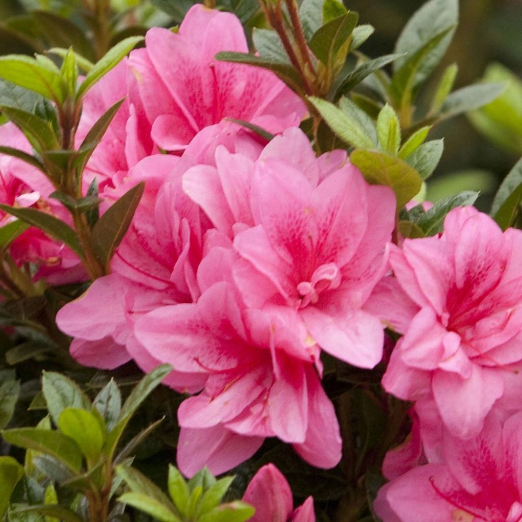 Japanische Azalee ENCORE Empress - Azalea