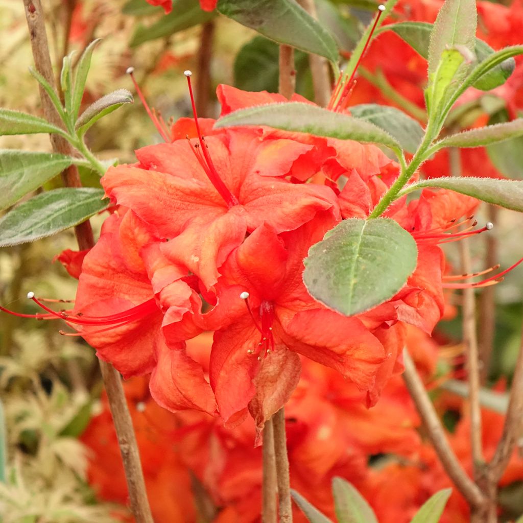 Sommergrüne Azalee Fire Ball - Azalea