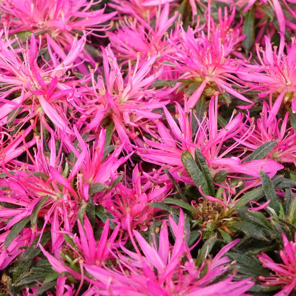 Japanische Azalee Star Style Pink - Azalea