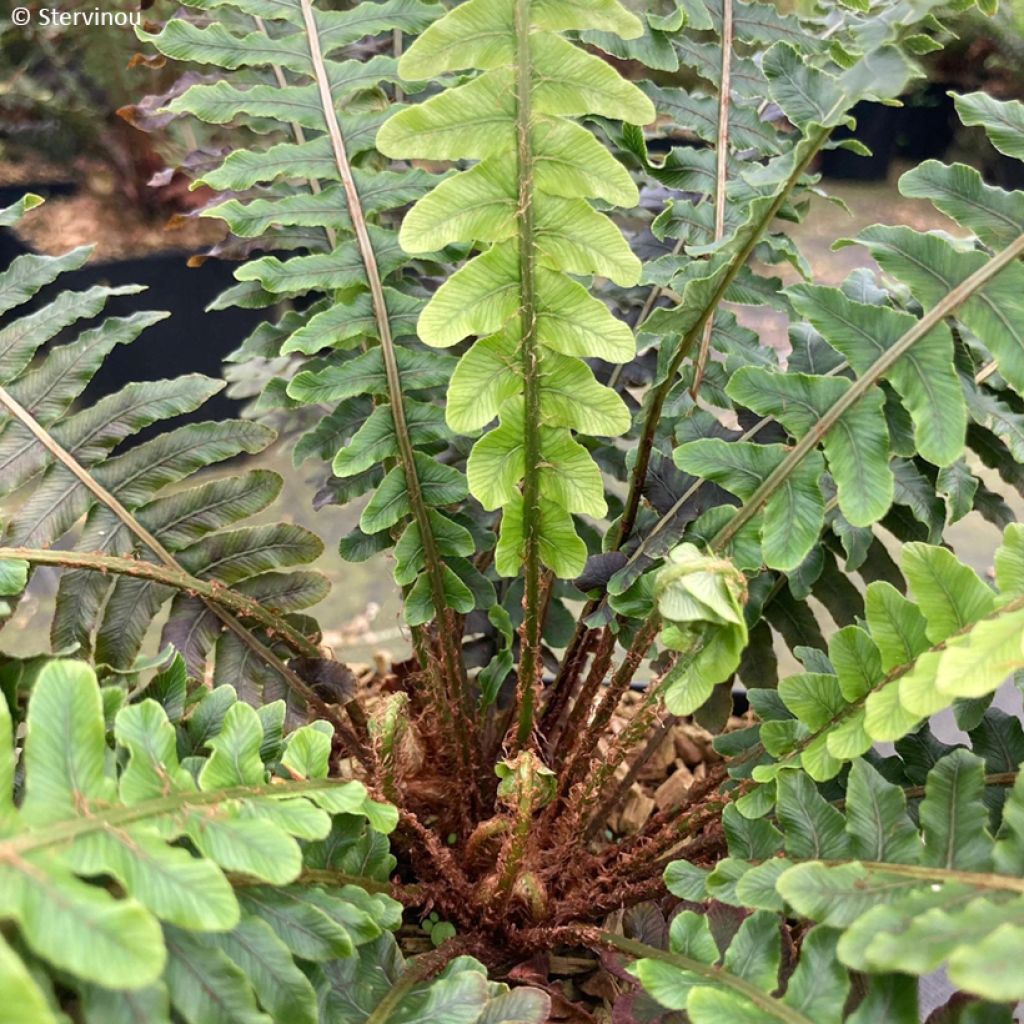 Blechnum discolor