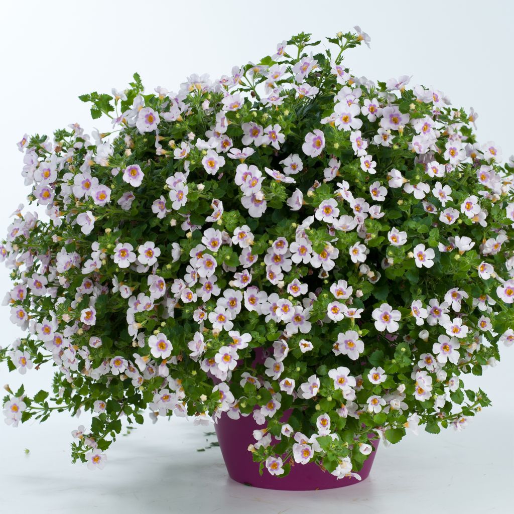 Schneeflockenblume Scopia Gulliver Pink Heart Improved - Bacopa