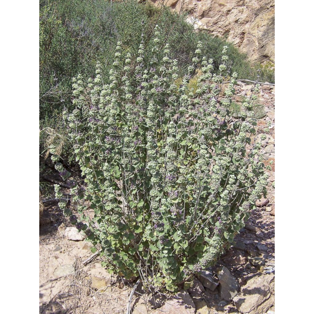 Ballota hirsuta - Ballote hirsute