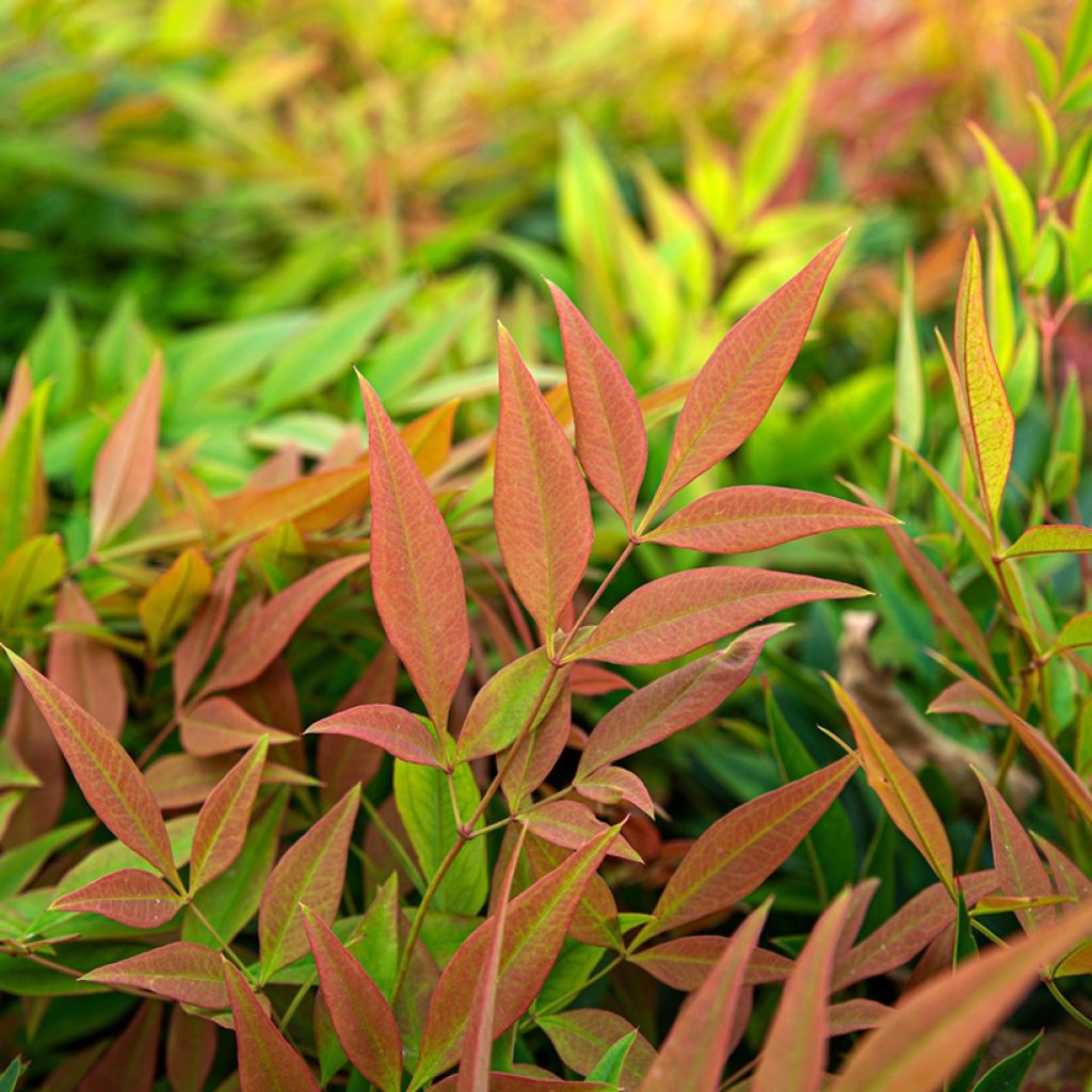 Nandina domestica Magical Sunrise - Himmelsbambus