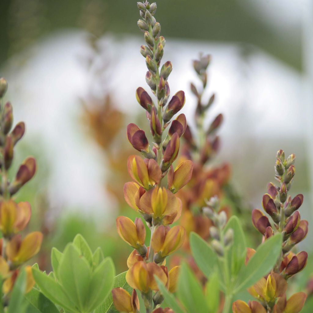 Baptisia Brownie Points - Indigolupine