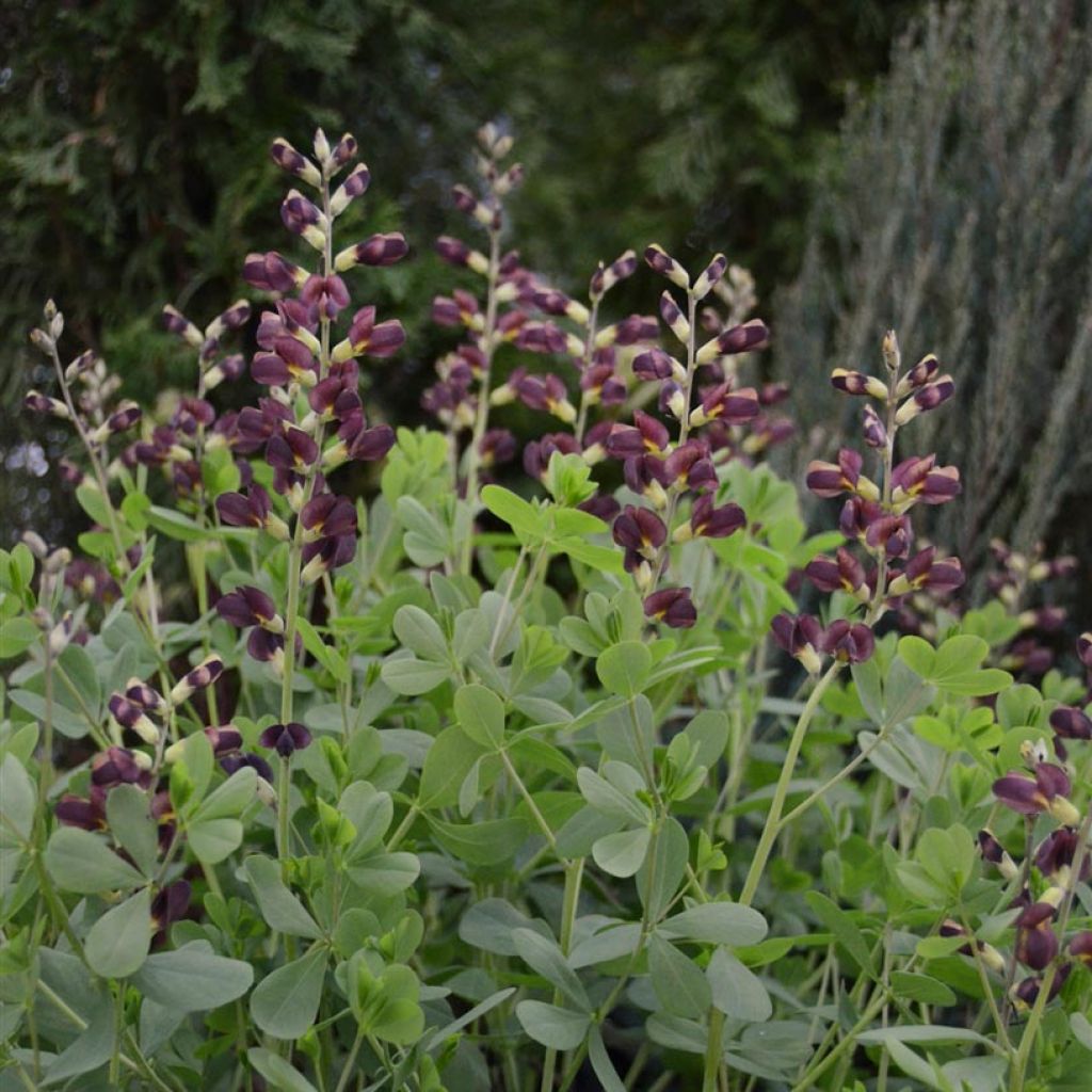 Baptisia Decadence Dutch Chocolate - Indigolupine